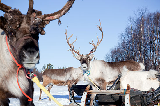 reindeer sledding lapland
