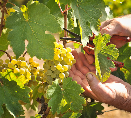 picking grapes in south australia winery