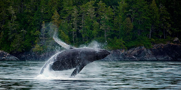whale watching great bear sea canada