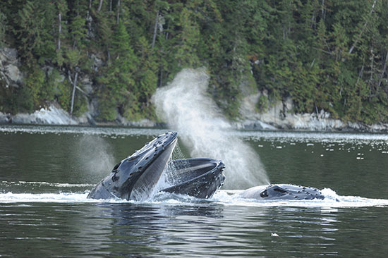 whale watching great bear sea canada