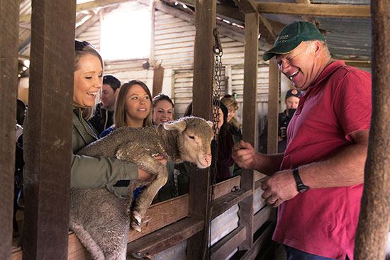 kangaroo island sheep shearing