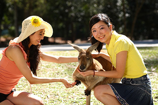 australia zoo kangaroo
