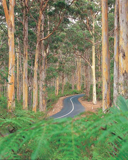 boranup forest retreat