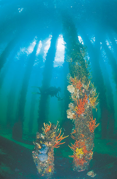 learn to scuba dive in busselton