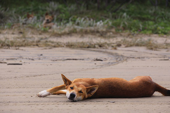 Fraser island Tours from Rainbow Beach