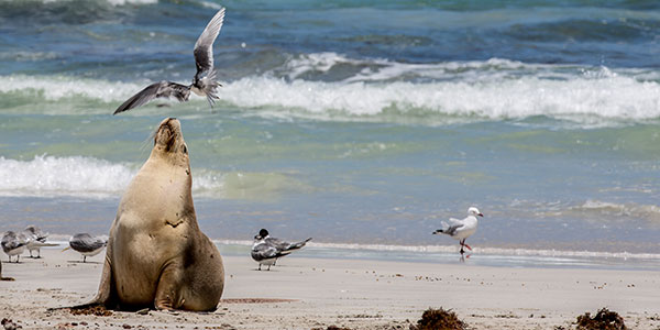 summer on kangaroo island