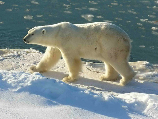 polar bear canada's big five
