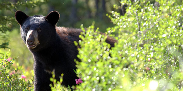black bear canada's big five