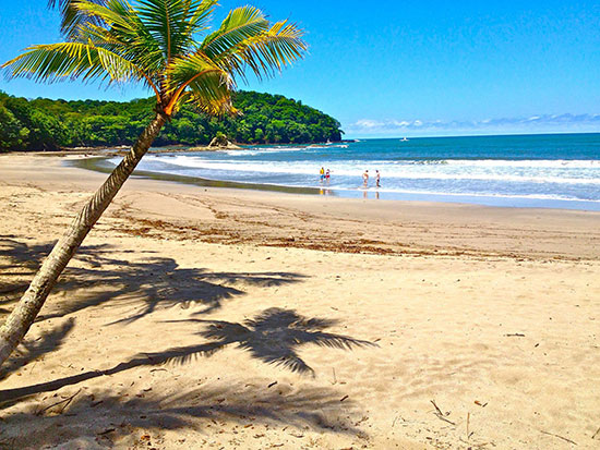 caribbean retreat palm tree