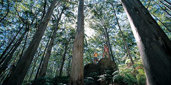 boranup forest retreat