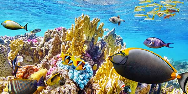 Great Barrier Reef Day Tour