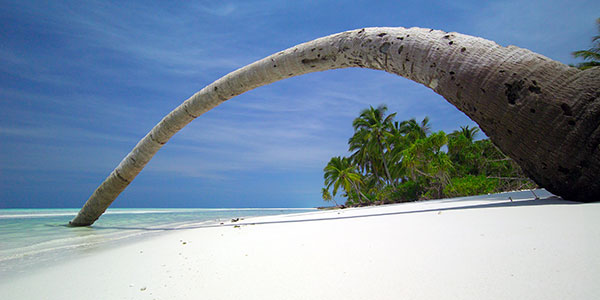 Secret-Paradise-tree-trunk-beach-600x300 yoga in the maldives