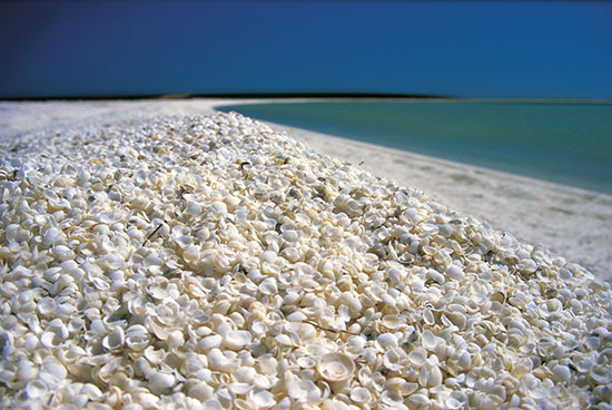 west coast australia destinations shell beach