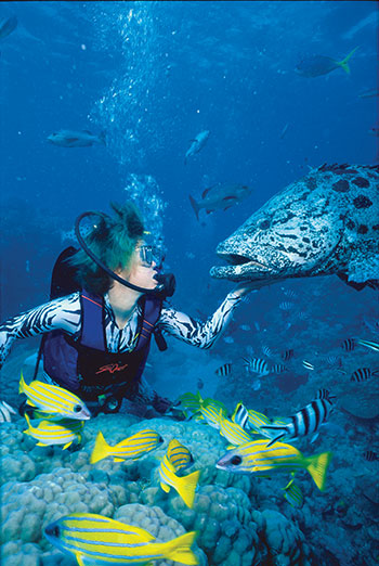 You can see Manta Rays