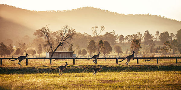 hunter-valley-nsw-kangaroos Wine and Food Festival in Hunter Valley