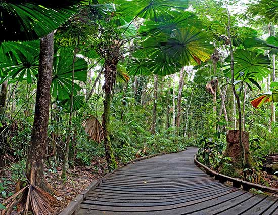 cape tribulation beach house