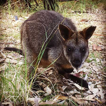 kangaroo in Ku Ring Gai Chase National Park, NSW