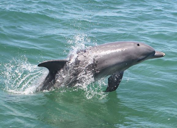 a dolphin in mandurah wa