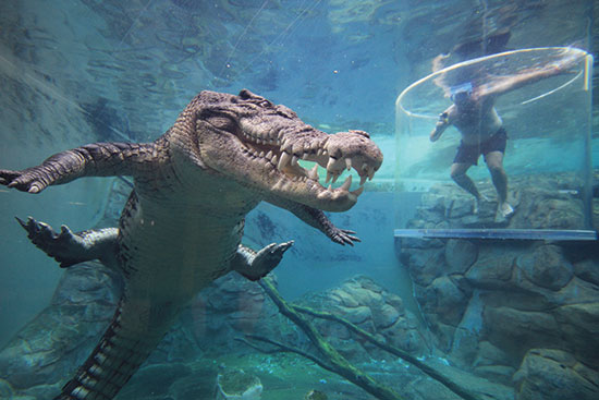 crocosaurus cove cage of death