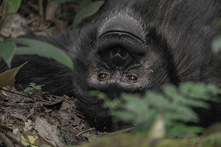 Faralong-Chimp3