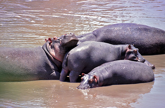 world hippo day spotting hippos in kenya