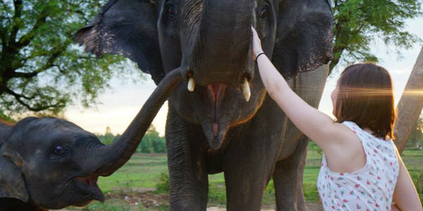Real-Gap-Wild-Thailand-Elephant wildlife travel deals