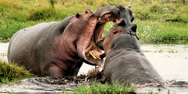 Spotting-Hippos-in_Kenya-by-Graeme-Shannon world hippo day spotting hippos in kenya