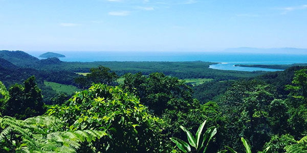 looking out over the daintree rainforest