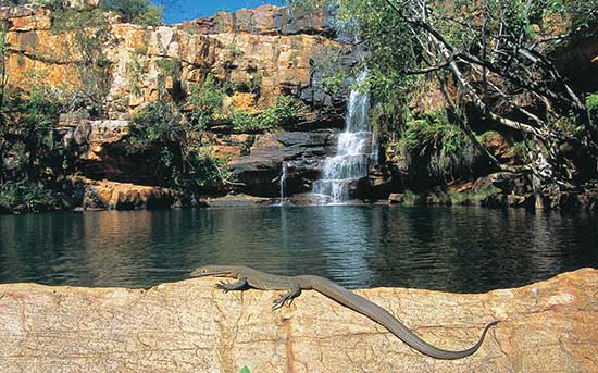 aussie-wanderer-lizard-wa western australia tours
