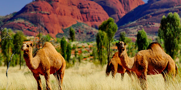 campervan adventures in the red centre