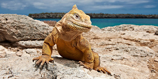 faralong-galapagos galapagos islands