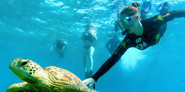 Great Barrier Reef Liveaboards contiki snorkelling with turtles