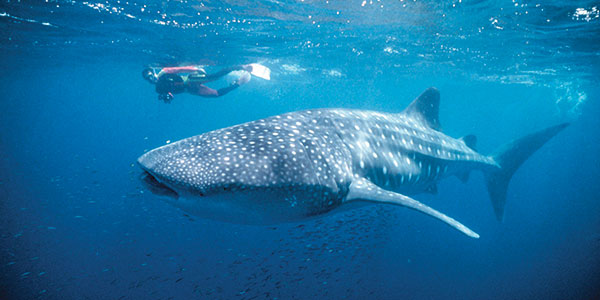 whale shark season