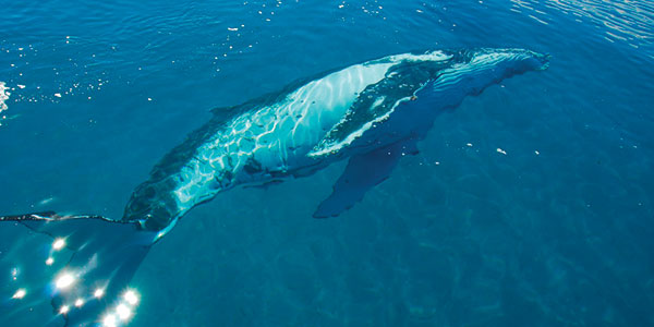 dropbear hervey bay