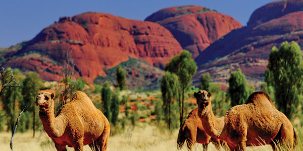Mighty-Campers---Camels-in-the-Red-Centre-(1)
