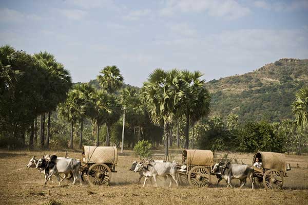 Myanmar cattle