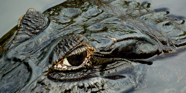 Pantanal Caiman