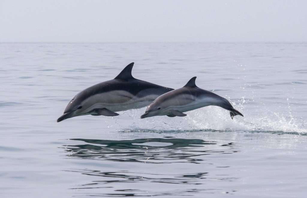 Things to Do in Auckland: Dolphin Watching Cruise