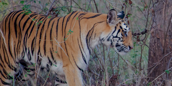 tiger delhi delhi india faralong