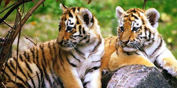 Encounters-ranthambore-national-park-india_tg_146 Discover India On A Golden Triangle Tour 2020 highlights