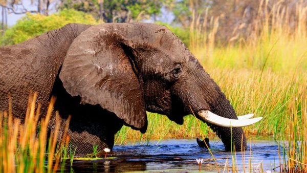 elephant-south-luangwa-zambia_tg_453