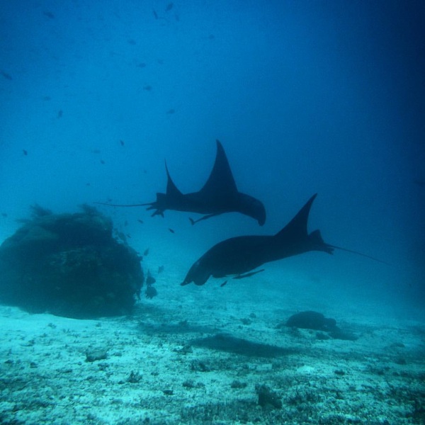 manta rays diving in bali