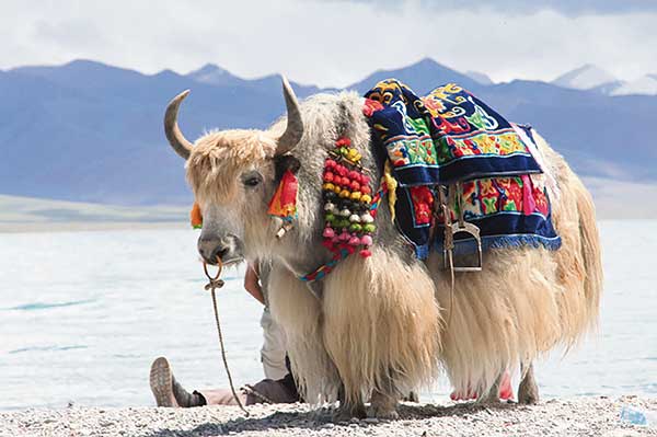 Yak in the Himalayas