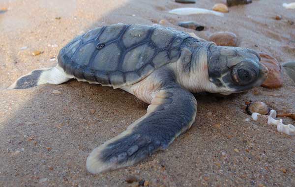 Flatback turtle australia