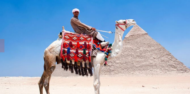 egypt pyramid camel