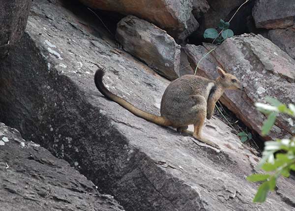 Short eared rock wallaby