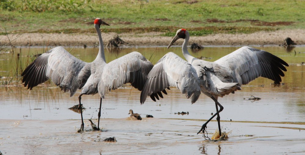 Brolga birds in Kakadu