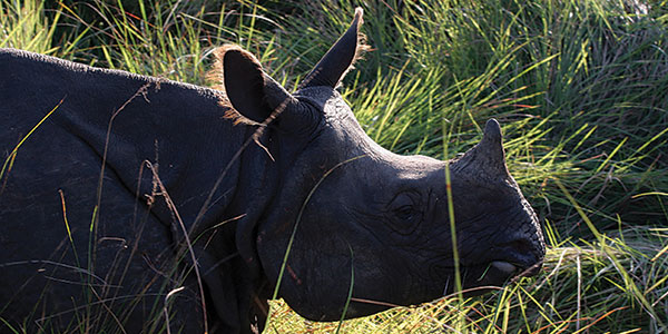 Encounters-Travel-Rhino Rhino Africa
