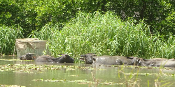 Bathing-water-buffalos