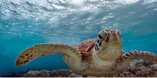 Cape Tribulation Great Barrier Reef Tours Turtle